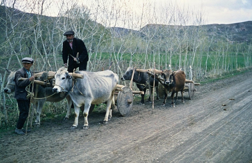 Ochsenkarren  auf dem türkischen Hochplateau